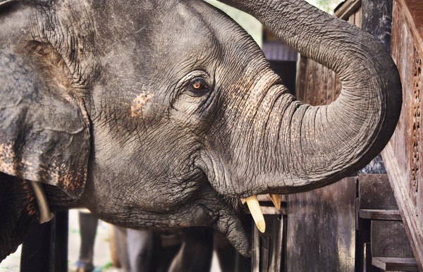 Elephant raising its trunk