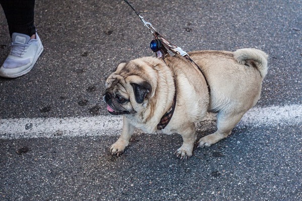 Obese dog on a leash