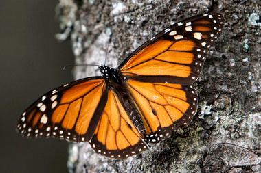 0129-butterfly-population-monarch_full_380
