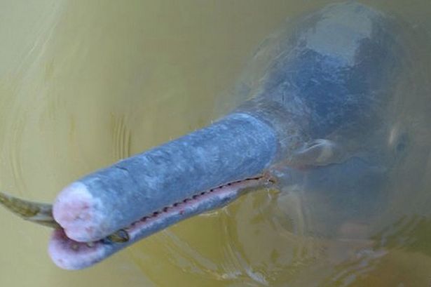 The-Araguaia-river-dolphin-3053343