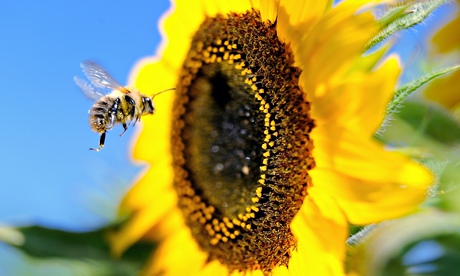A bumblebee hovers beside a sunflower