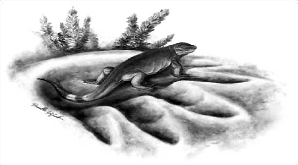 Paleontologists-discover-land-herbivores-ancestor_4-17-2014_144856_l