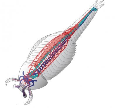 ancient-shrimp-cardiovascular-system