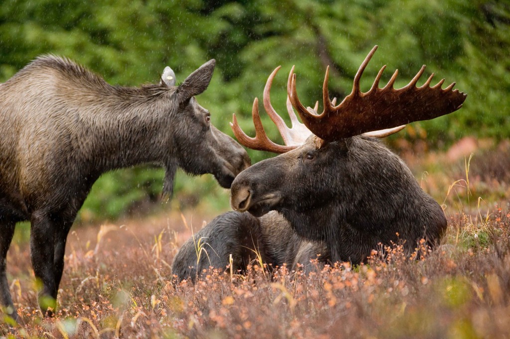 Moose_animal_pair_bull_and_cow_moose