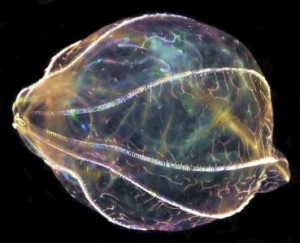 brains of comb jellies