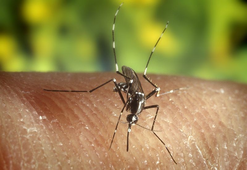 deadly-dengue-chikungunya-disease-likely-spread-uk