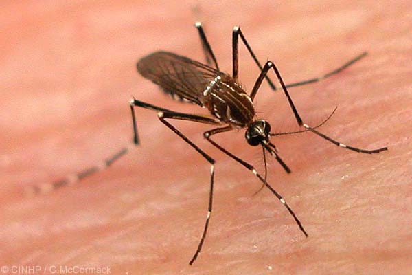 dengue-alerts01