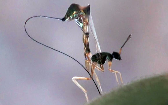 image_1951-Parasitoid-wasp