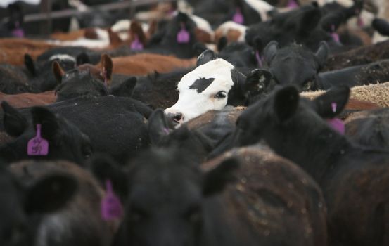 Fourth case of Variant VJD mad cow disease confirmed in Texas
