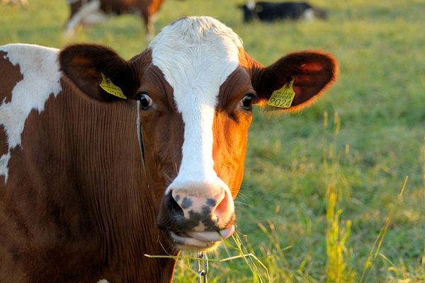 Variant VJD: Fourth case of mad cow disease reported in Texas 