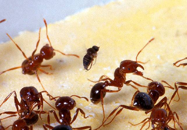 Red fire ants form rafts to secure them from water  