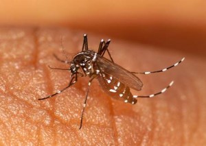 Texas Confirms First Case of Chikungunya