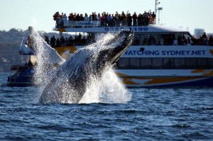 whale watching trip