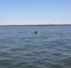 Whale in Elizabeth River