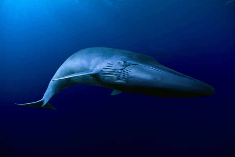 California Blue whales