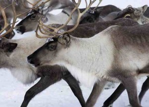 700-Year-Old Virus from Ancient Caribou