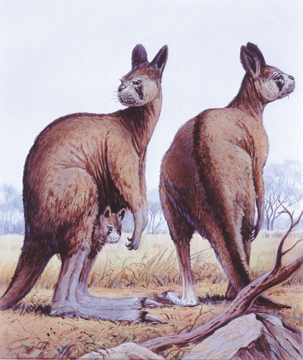 Ancestors of Modern-Day Kangaroos Walked Upright on Two Feet