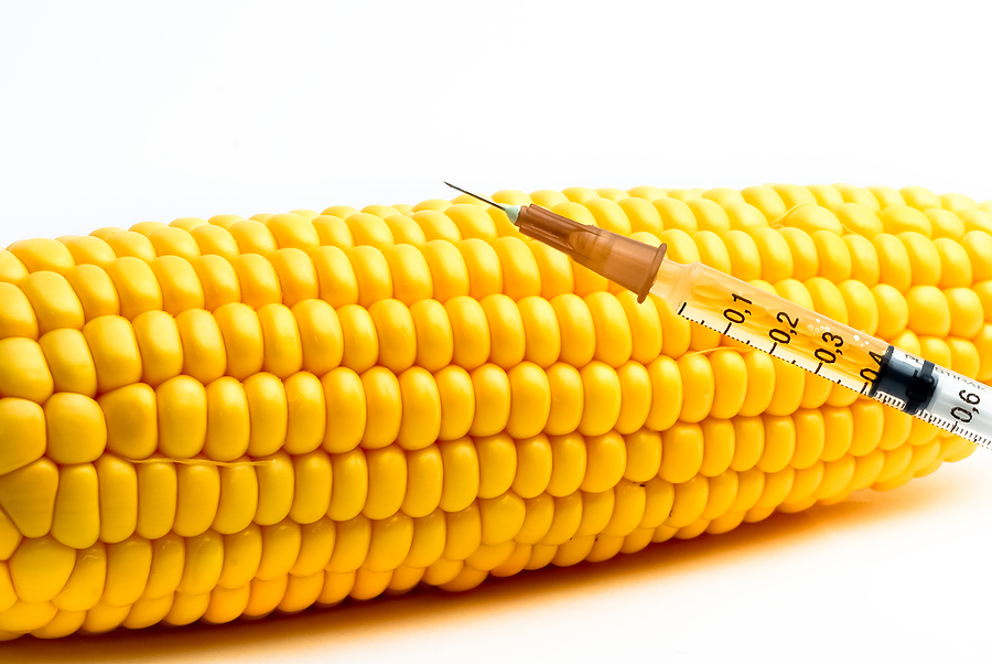 Genetically_Modified_Corn