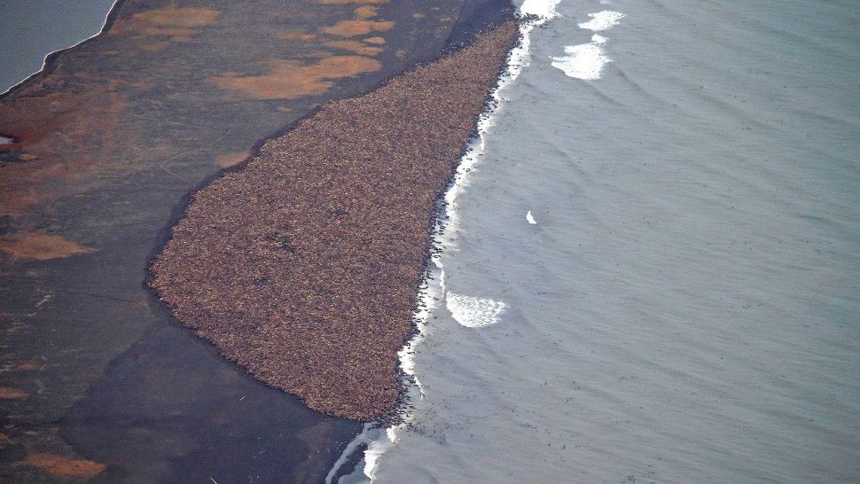 Walruses to Retreat on Alaska Shore