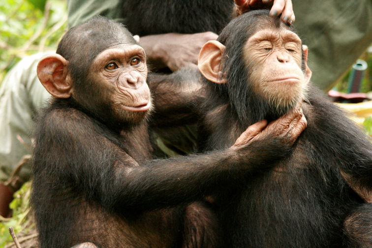 Wild Chimps Teach Each Other