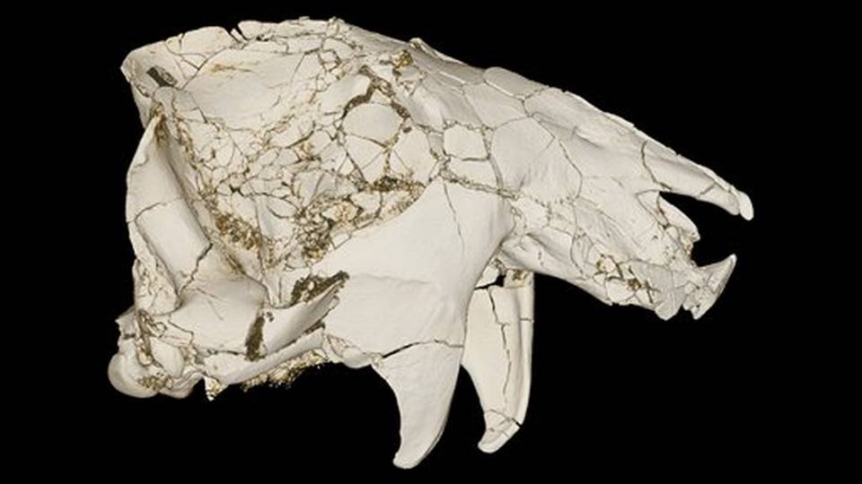 mammal skull