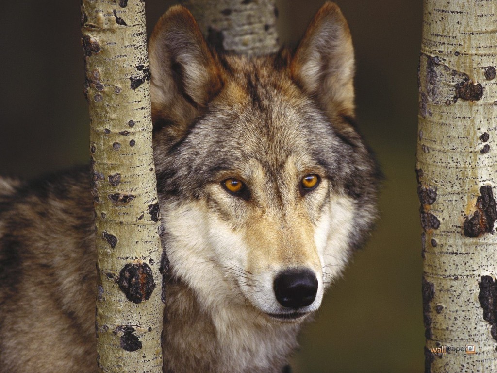 Female Gray Wolf 450 Miles Away from Her Home Found2