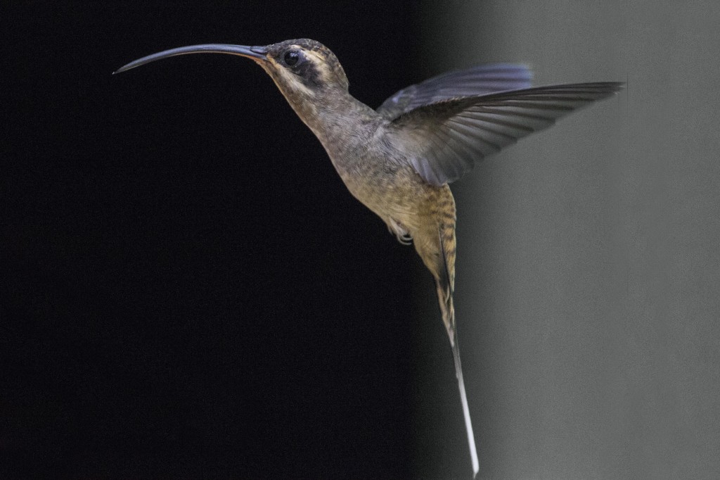 hummingbird beak fight