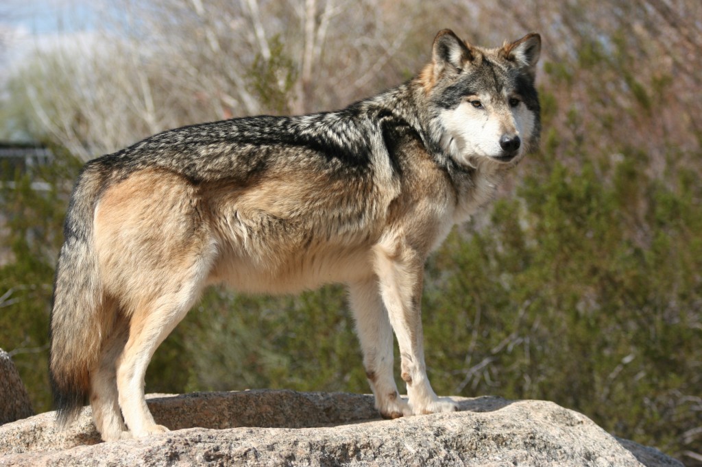 Rare Spotting of Gray Wolf in Grand Canyon