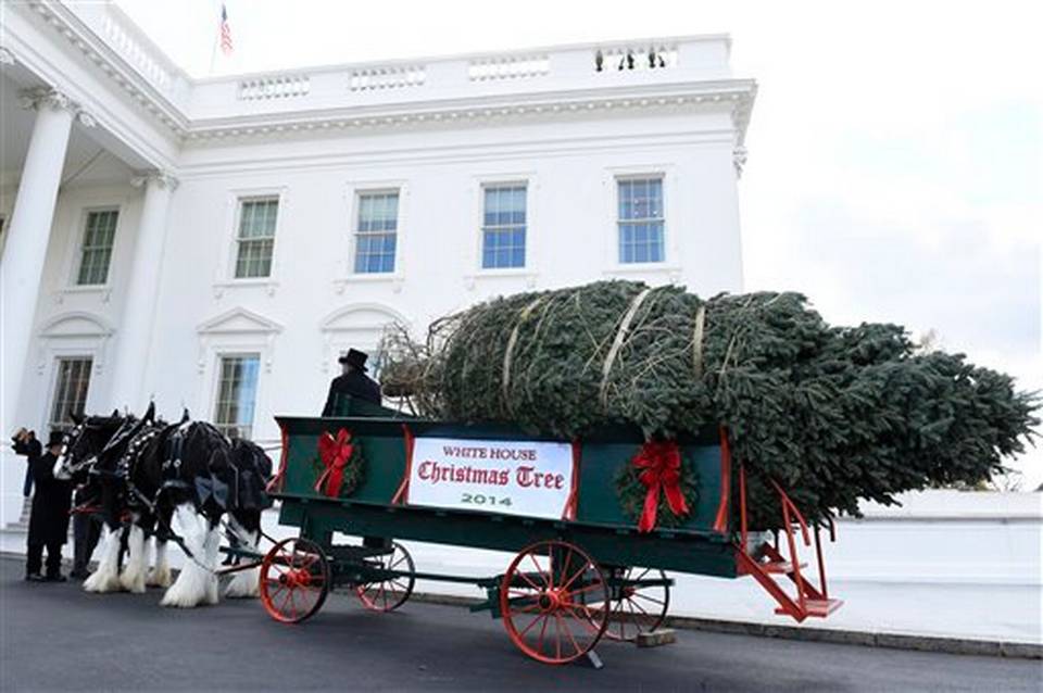 White House Christmas Tree 2014