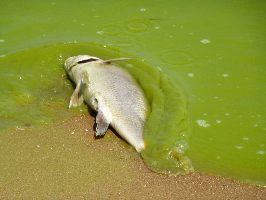 lake erie algae