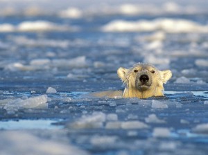 polar bear population