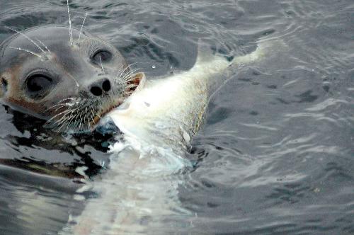 tagged fish easier prey for seals