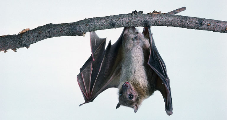 Bats Navigate by Using a 3D Neural Compass