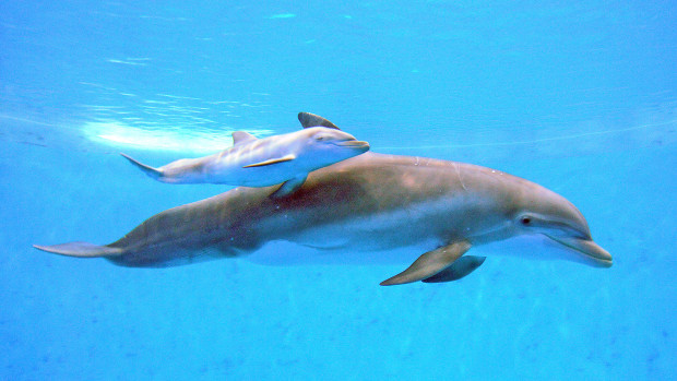 Bottlenose Dolphin Allison Gave Birth to a Boy Dolphin on Friday