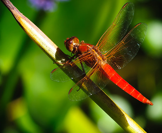 Dragonflies Use Predictive Hunting Technique to Grab Their Prey