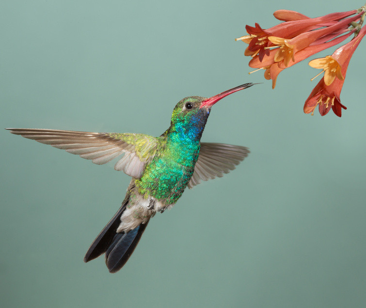 The Hovering Ability of Hummingbirds Interrupted by Movement of Other Objects