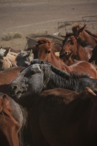 How Man Tamed Horses