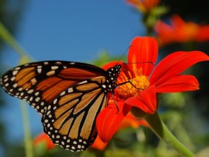 monarch butterfly endangered species