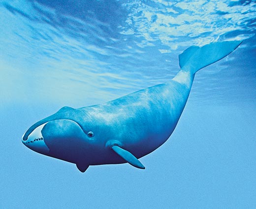 Bowhead-Whale