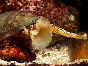 Cone Snails Attack Their Prey With Insulin