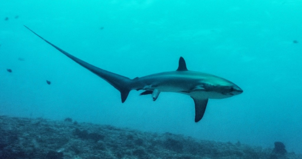 First Photo of a Thresher Shark Birth Was Taken by Accident