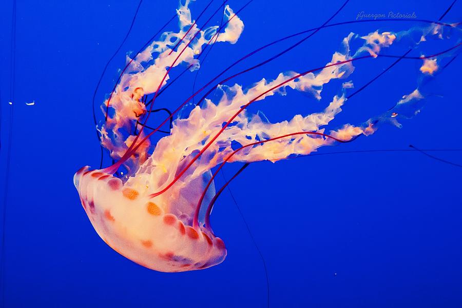 Jellyfish Don’t Just Drift with the Current