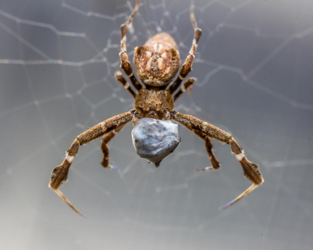 Oxford Researchers Unveil Spider’s Impressive Weaving Technique