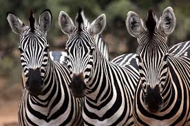 The role of Zebra Stripes May have Been Unveiled by New UCLA Study