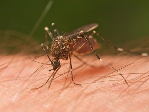genetically modified mosquitos