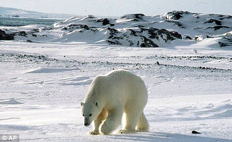 Polar Bears Are Changing Habitat To Colder Regions Due to Global Warming