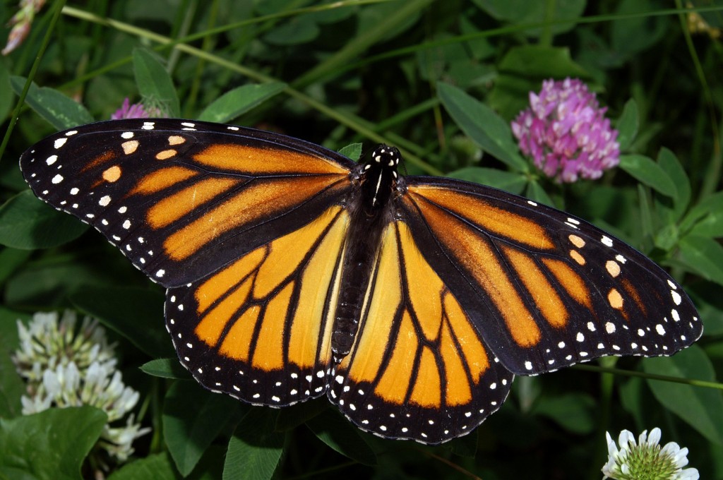 $3.2 Million Campaign to Save the Monarch Butterfly