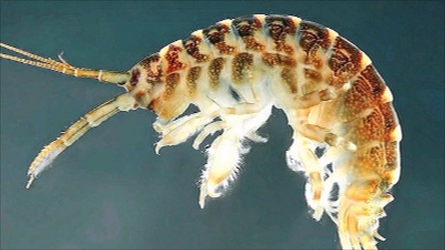 Killer Shrimp Could Overtake the Great Lakes