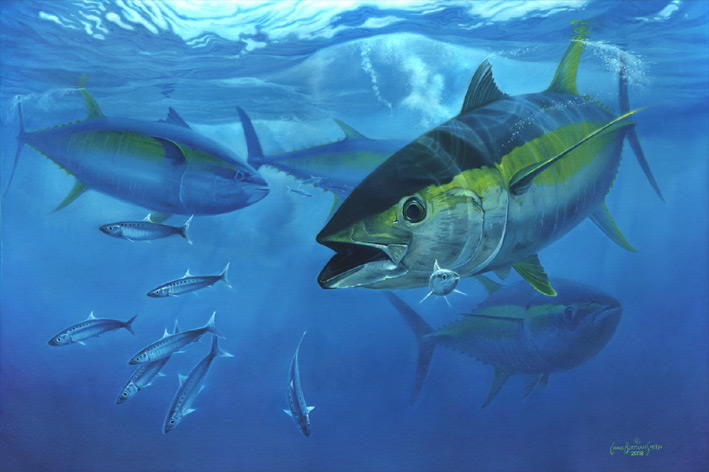 Mercury Levels in Yellowfin Tuna