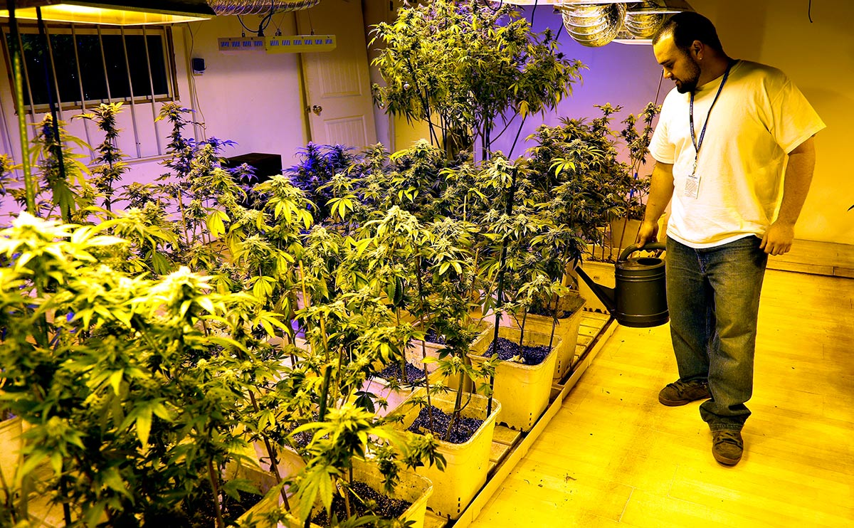 colorado marijuana plant grower in his greenhouse